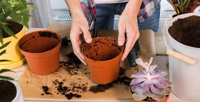 las mejores plantas que sembrar en otoño